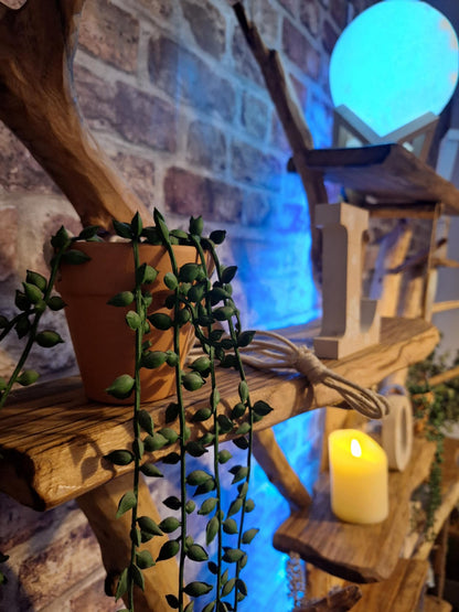 Four Seasons Chestnut Oak Tree Bookcase (7 Shelves)